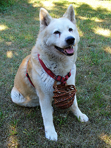 Akita E. aus Bayern